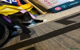 British Longhair cats for sale: Three adorable kittens  - Image 4