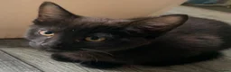 Mixed Breed cats for sale: 10 week old Maincoon cross Tabby kittens  in Bolton - Advert 4