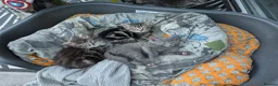Mixed Breed cats for sale: Kittens available  in Herne Bay - Advert 6