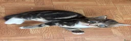 Mixed Breed cats for sale: 2 boy kittens for sale - Advert 7