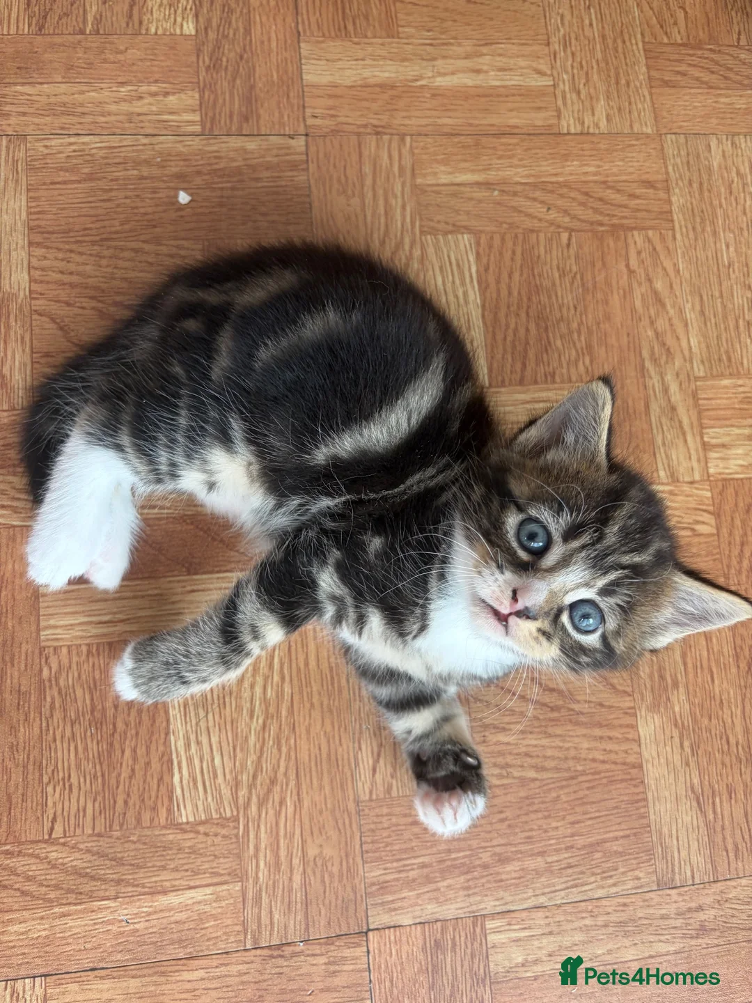 Mixed Breed cats for sale: 2 boy kittens for sale - Advert 7