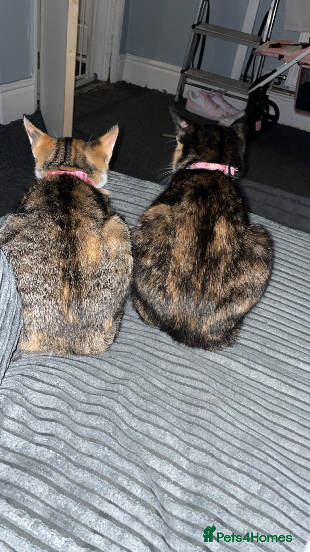 Domestic Shorthair cats for sale: 1 year old sisters  - Advert 3