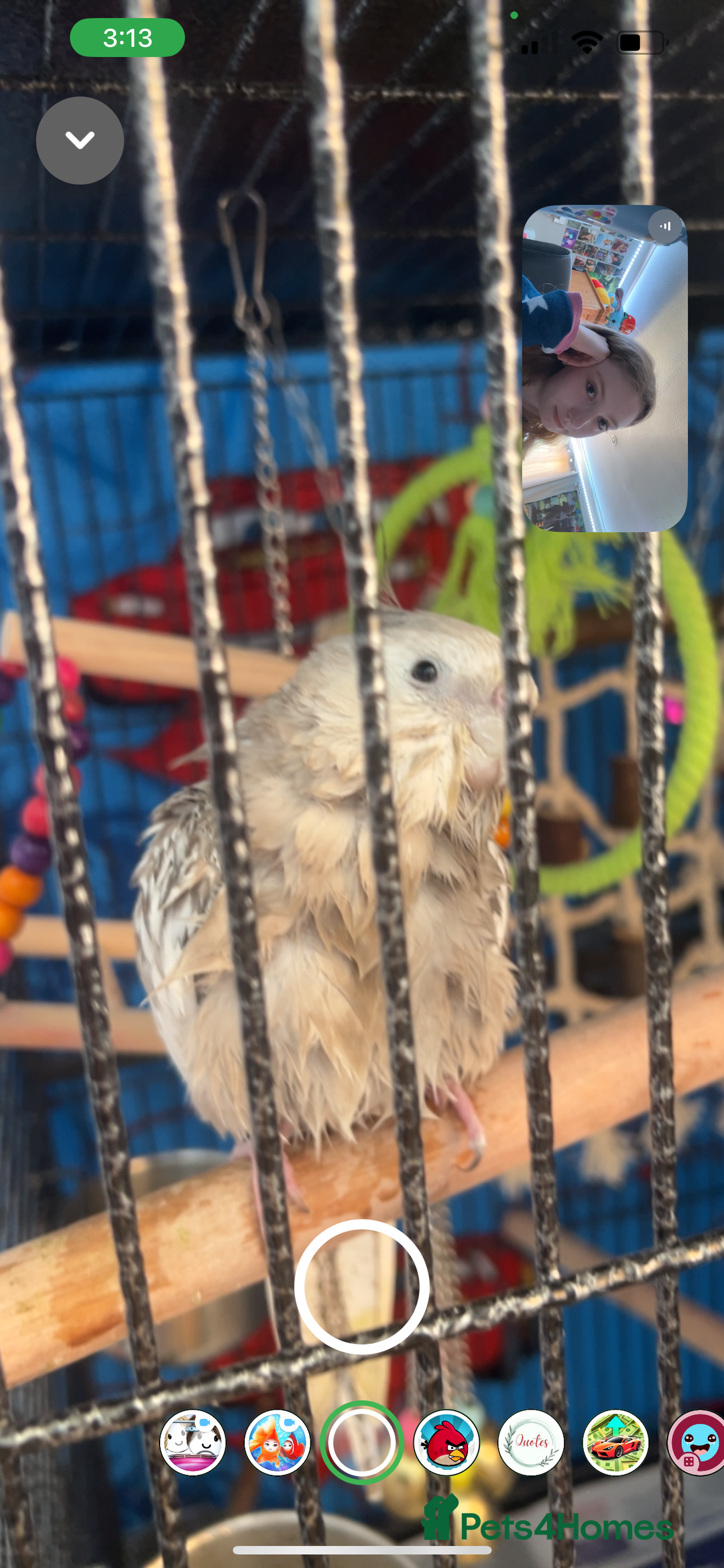 Cockatiels birds for sale: Extremely tame female pearl cockatiel  - Image 6