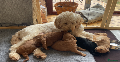 Mini Goldendoodle dogs - Advert 9