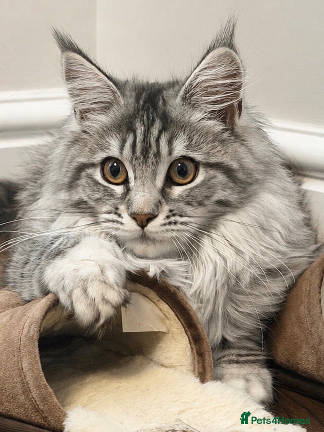 Maine Coon cats Stunning ACTIVE GCCF & TICA Registered Maine Coon - Advert 5