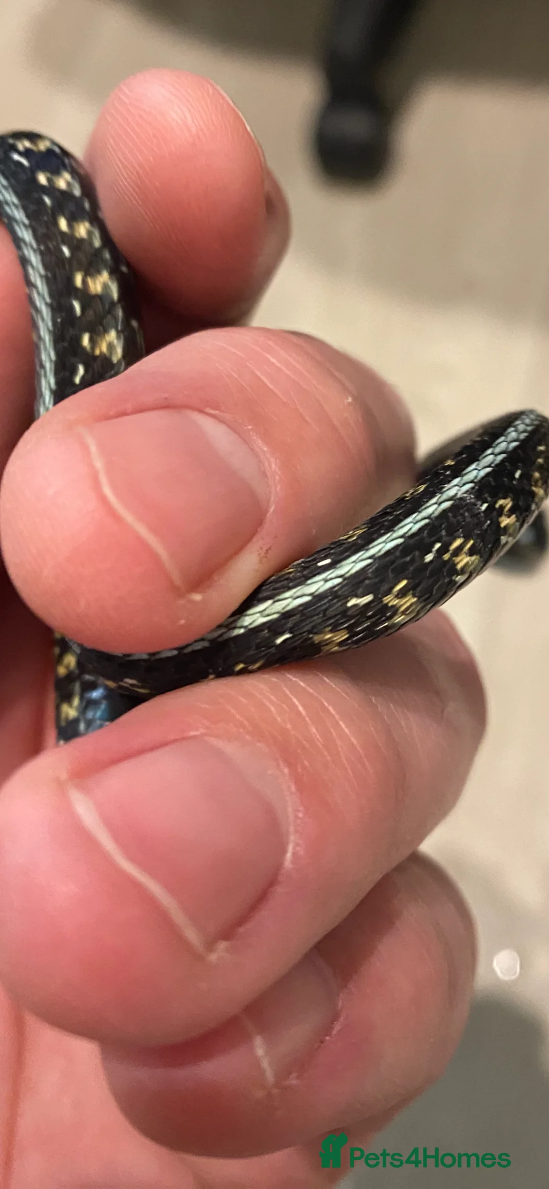 Garter Snake reptiles for sale: Albino and Het Albino checkered garter snakes. - Advert 8