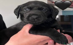 Labrador Retriever dogs for sale: Labrador Puppies  - Image 5