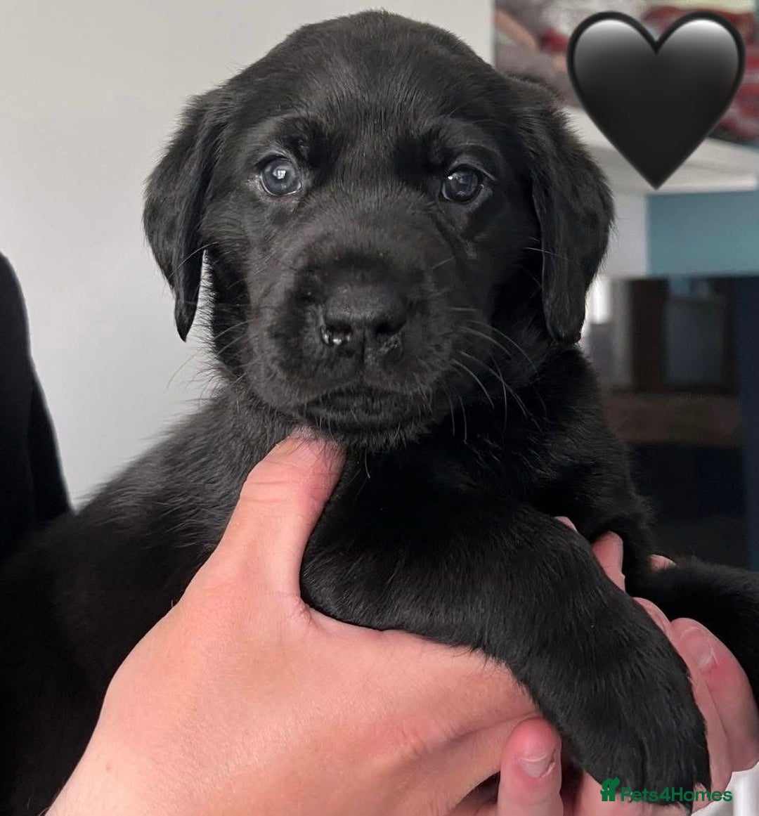 Labrador Retriever dogs for sale: Labrador Puppies  - Image 5