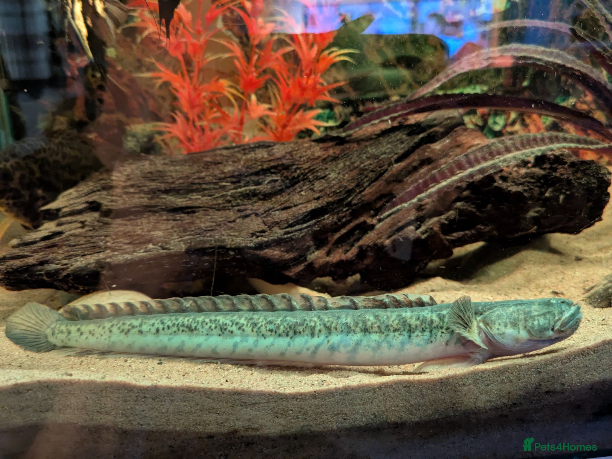 Other/Mixed Breed fish Dragon goby approximately 30cm - Advert 1
