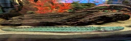Other/Mixed Breed fish for sale: Dragon goby approximately 30cm in Alcester - Advert 1