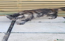 Maine Coon cats for sale: Stunning purebred. Maine coon cat  - Image 5