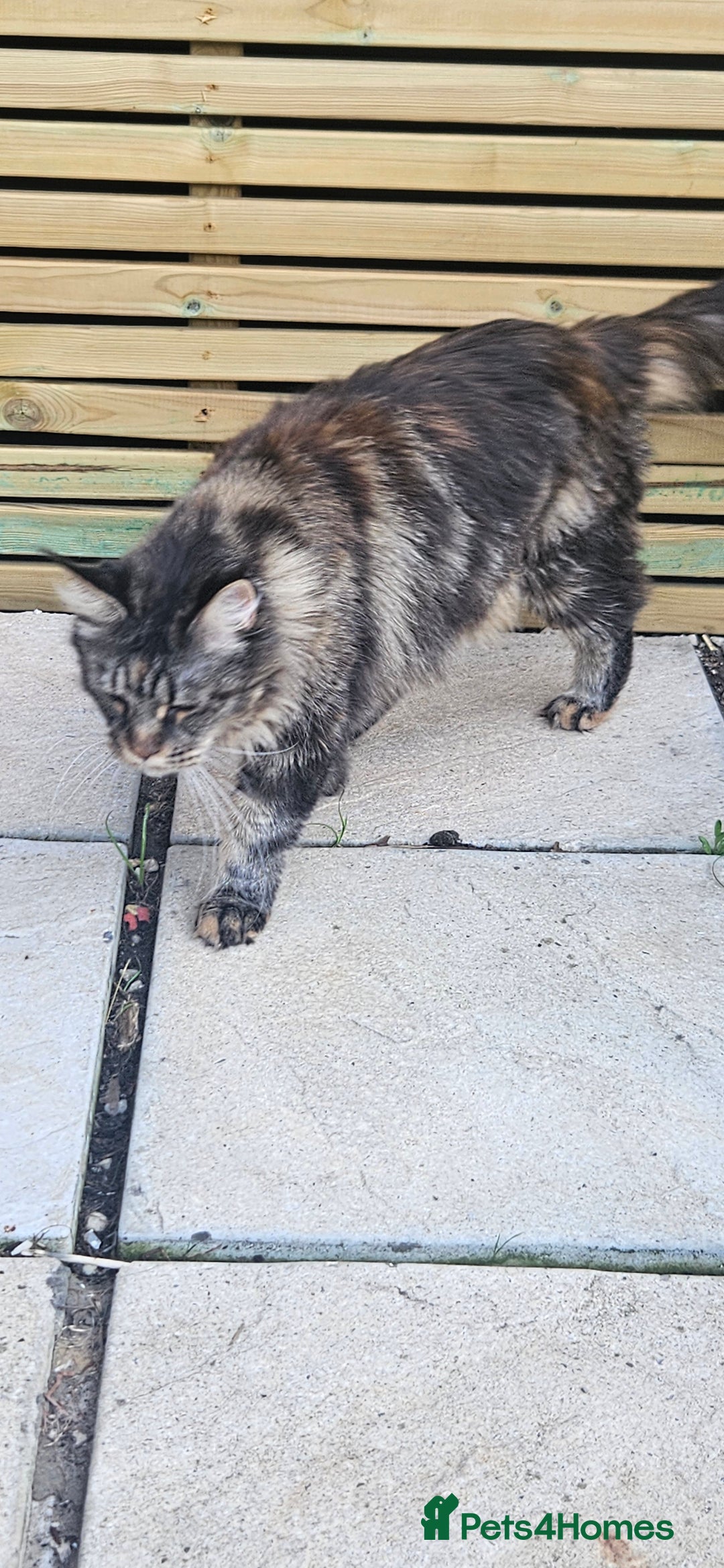 Maine Coon cats for sale: Stunning purebred. Maine coon cat  - Image 5
