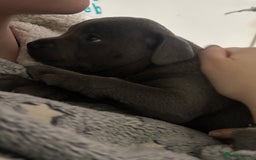 Staffordshire Bull Terrier dogs for sale: ✨ Blue Staffy Pups – Happy, Healthy & Loving!  - Image 23