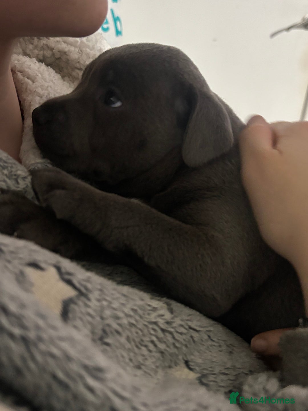 Staffordshire Bull Terrier dogs for sale: ✨ Blue Staffy Pups – Happy, Healthy & Loving!  - Image 23