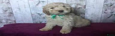 Mixed Breed Puppy 4
