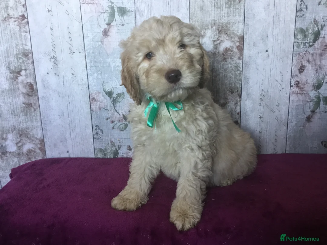 Mixed Breed dogs for sale: Cockador x poodle pups - Advert 7