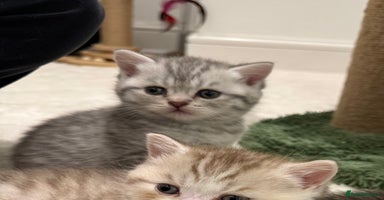 British Shorthair cats - Advert 16