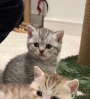 British Shorthair cats - Advert 1