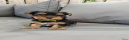 Yorkshire Terrier dogs for sale: Beautiful Yorkshire Terrier Puppies  in Downpatrick - Advert 8