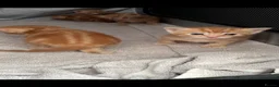 Mixed Breed cats for sale: 5 Beautiful Ginger Babies  - Advert 2