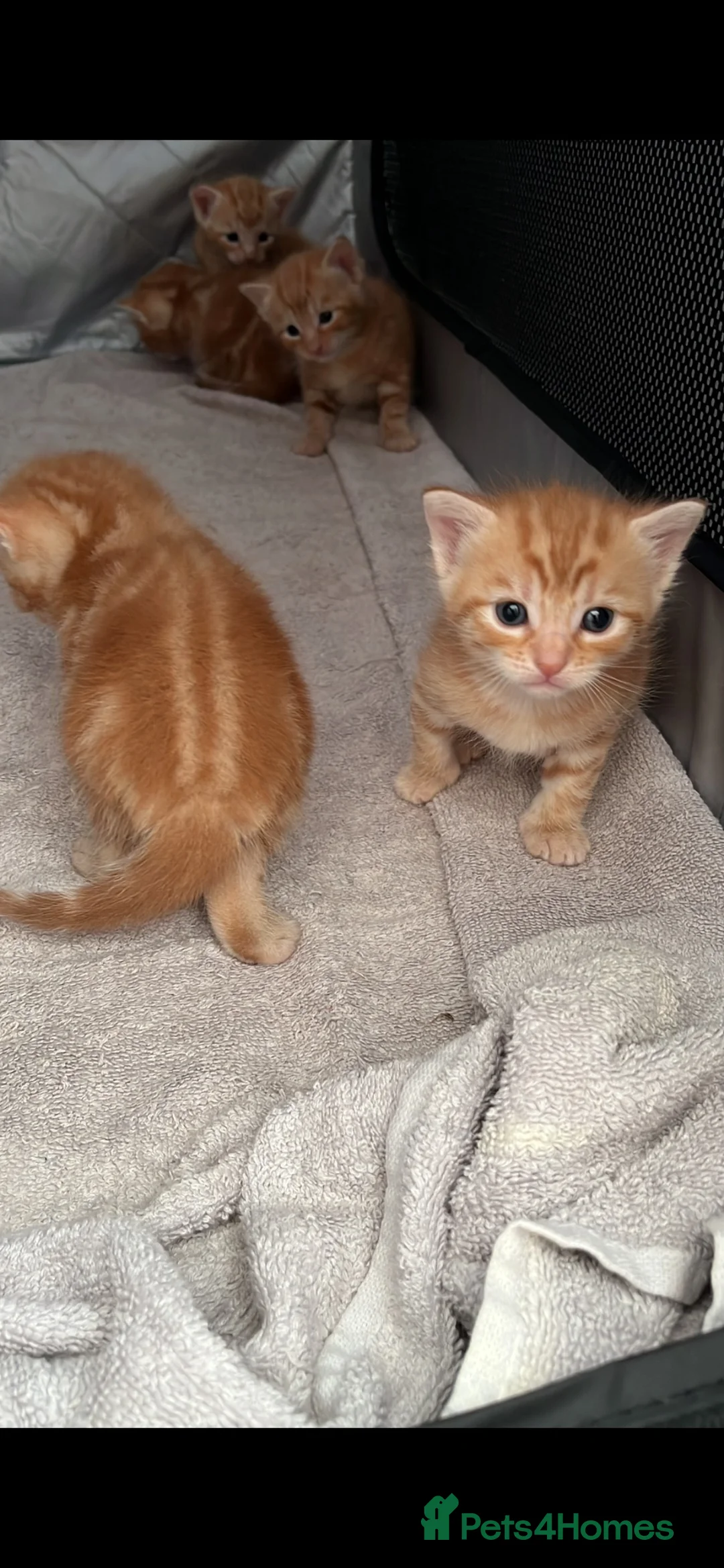 Mixed Breed cats for sale: 5 Beautiful Ginger Babies  - Advert 2