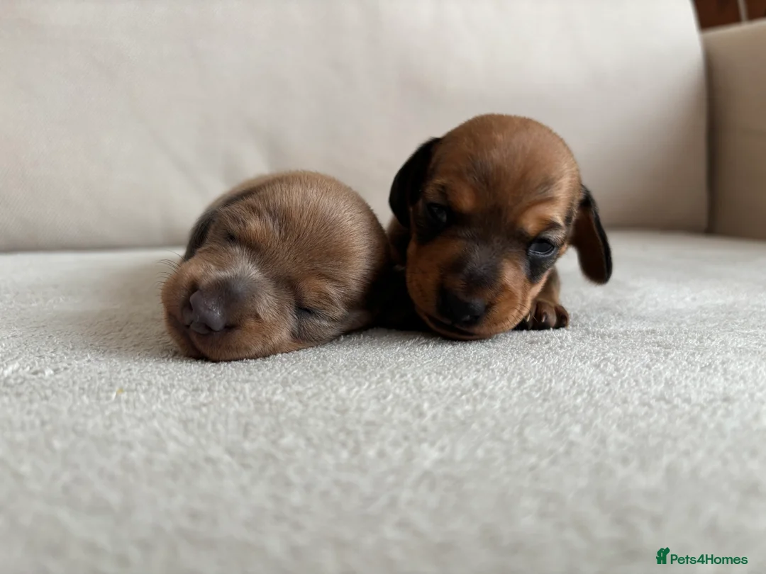Miniature Dachshund dogs for sale: Miniature dachshund puppies  - Advert 14