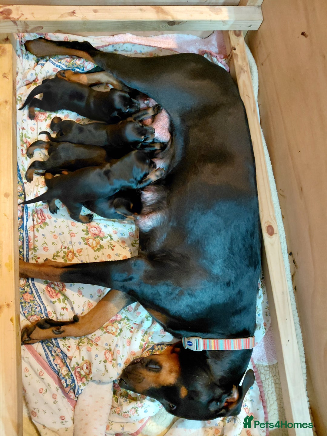 Dobermann dogs for sale: Doberman puppies looking for their forever home - Advert 12