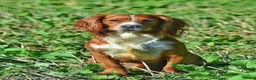 Cocker Spaniel dogs for sale: Working line cocker spaniel fantastic pedigree in Market Rasen - Advert 5
