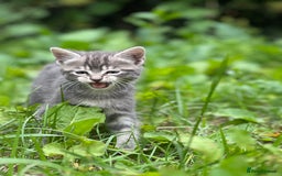 Mixed Breed cats for sale: Four Little Pawsomes Looking for Forever Homes!  - Image 17