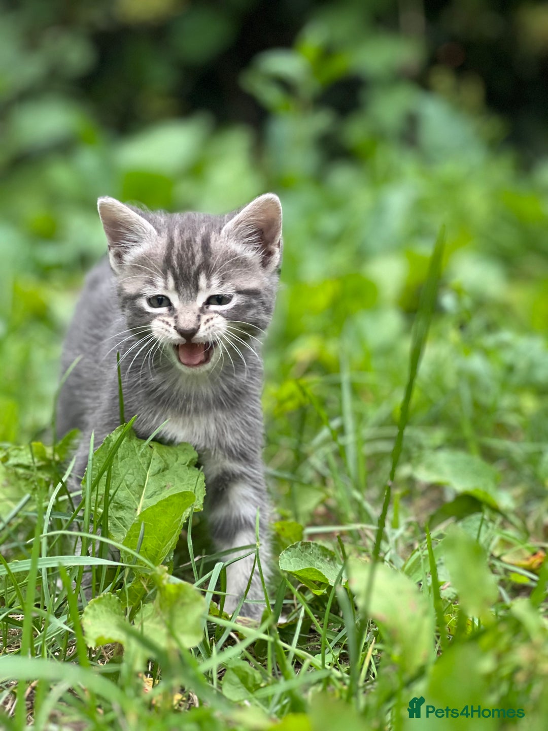 Mixed Breed cats for sale: Four Little Pawsomes Looking for Forever Homes!  - Image 17