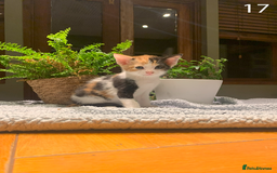 Mixed Breed cats for sale: KITTENS! Batch of cuties for sale in Basinsgtoke - Image 28