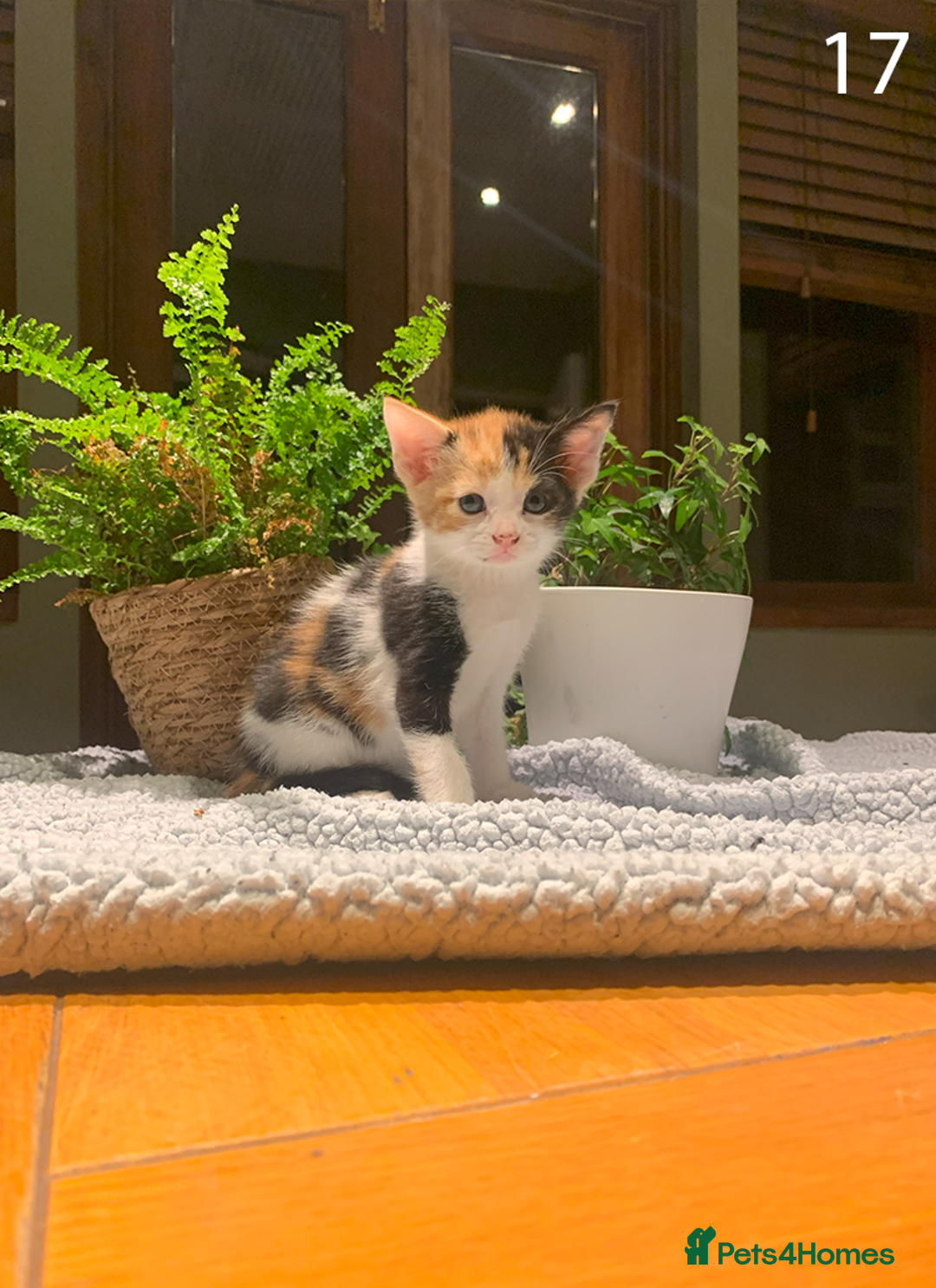 Mixed Breed cats for sale: KITTENS! Batch of cuties for sale in Basinsgtoke - Image 28