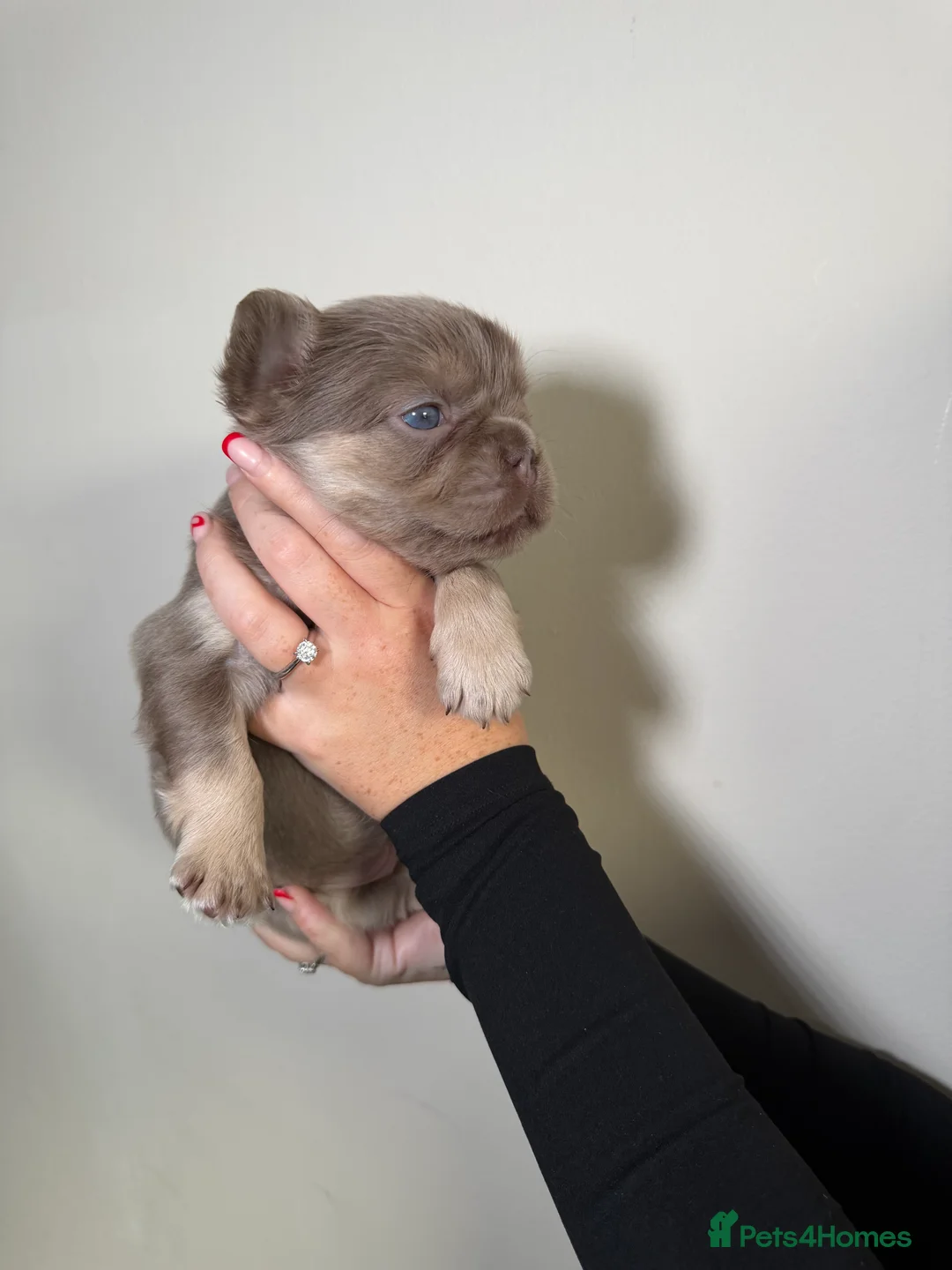 French Bulldog dogs for sale: French bulldog  - Advert 19