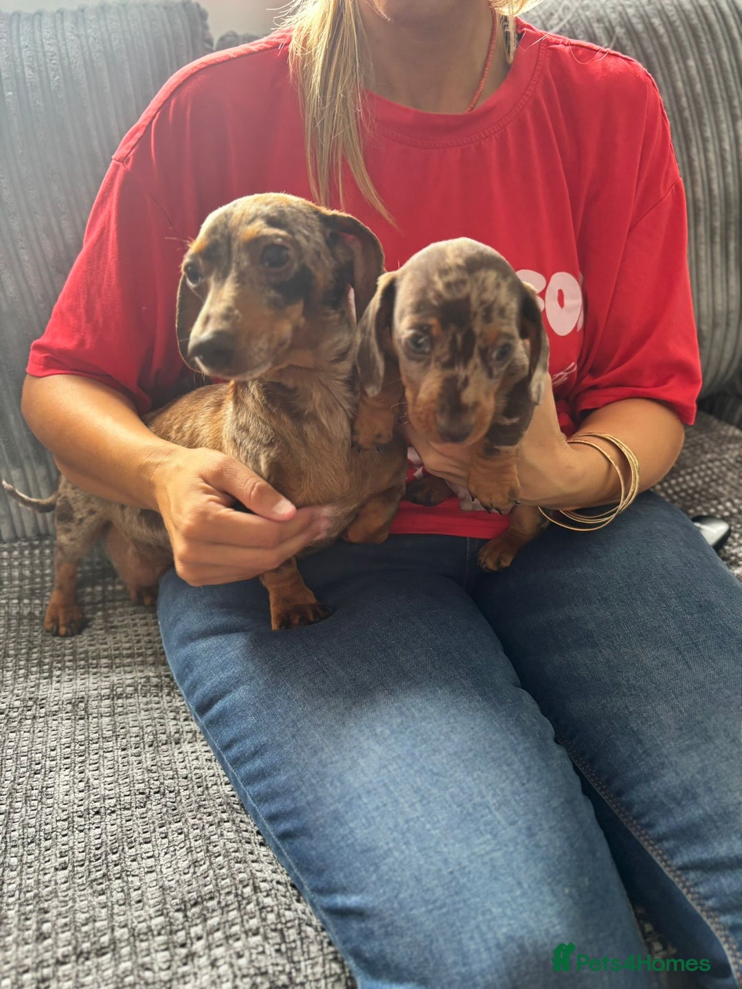 Miniature Dachshund dogs for sale: Miniature Dachshund Puppies ready for new Home - Image 4