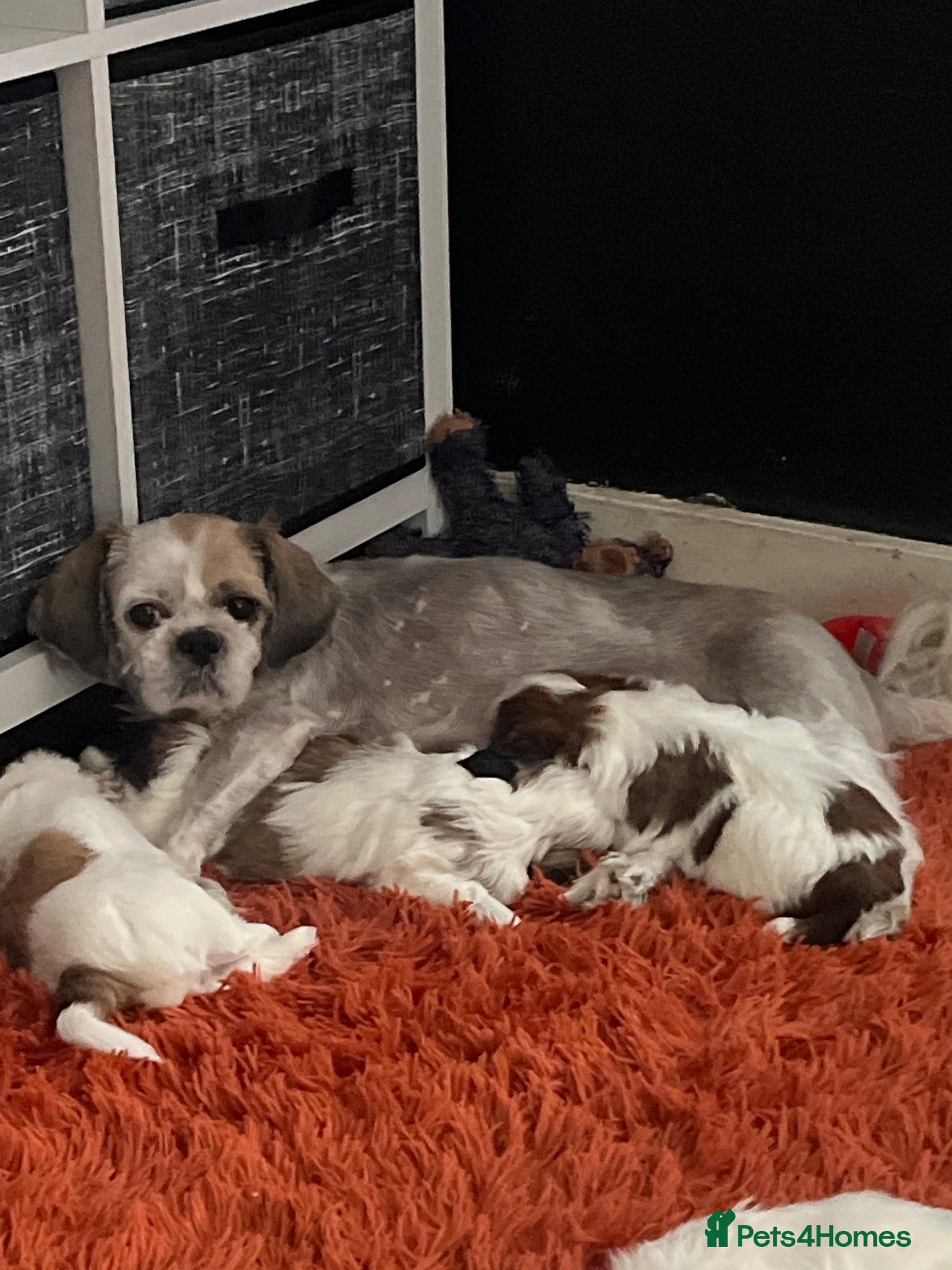 Shih Tzu dogs Shitzu puppies for sale  - Advert 1