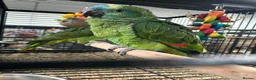 Parrots birds for sale: Hand Reared Baby Blue Fronted Amazons  - Advert 3