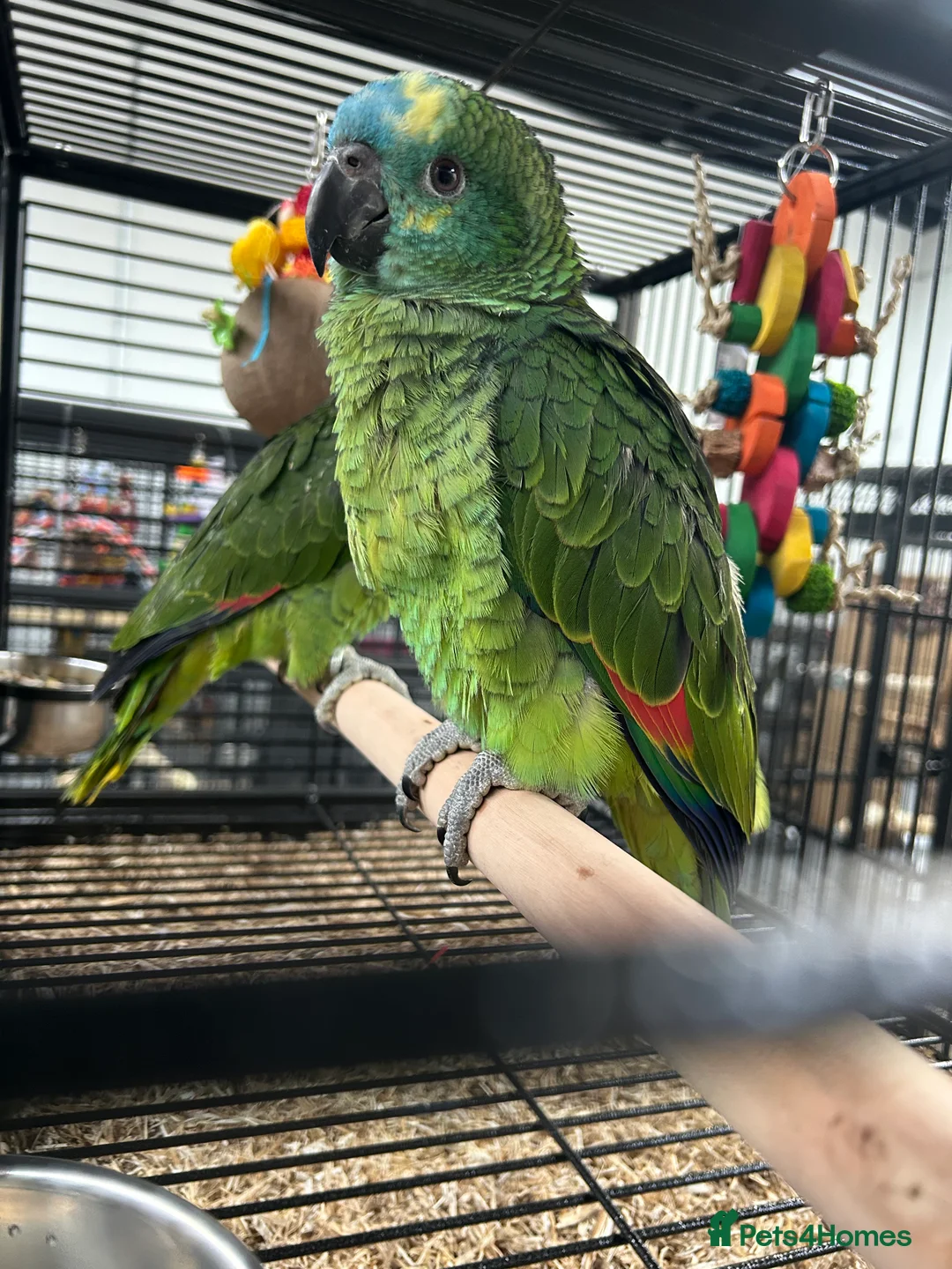 Parrots birds for sale: Hand Reared Baby Blue Fronted Amazons  - Advert 3