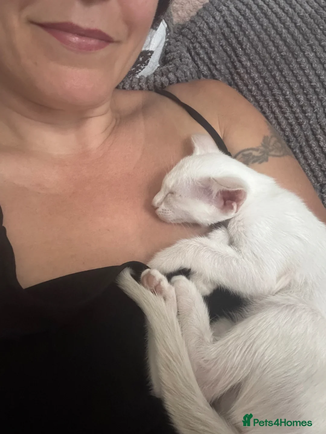 Siamese cats for sale: GCCF registered Siamese kittens - Advert 2