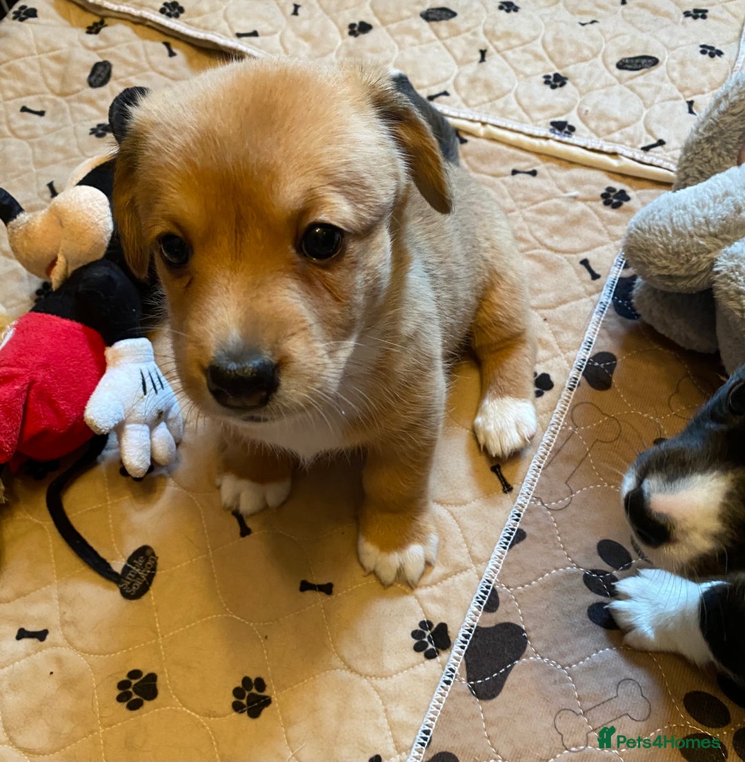 Welsh Corgi Cardigan dogs for sale: Welsh Cardigan Corgis by 5 ⭐️ Licensed Breeder - Advert 18