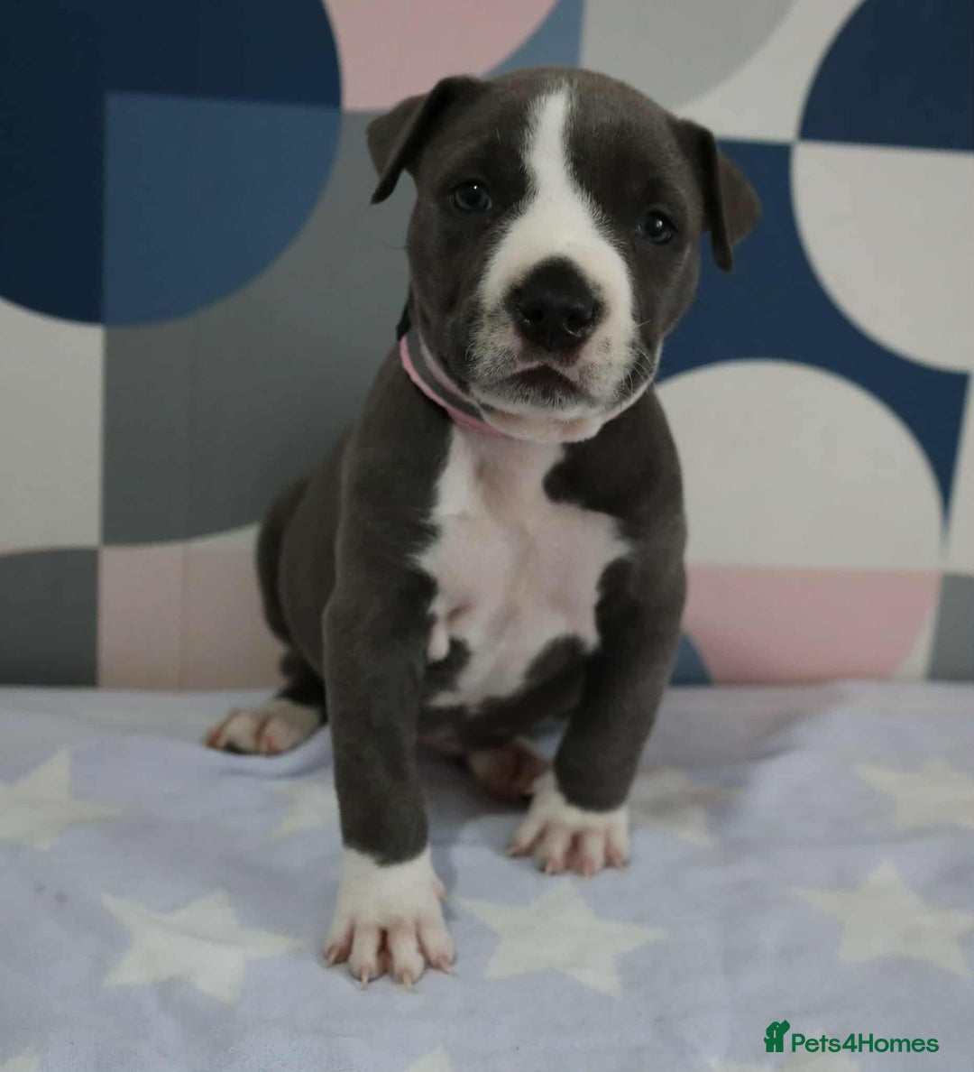 American Bull Staffy dogs for sale: American blue staffy female  - Image 3