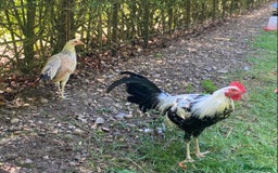 Chickens poultry for sale: Pair of Fairchild American gamefowl - Image 2