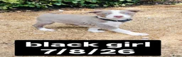 Border Collie dogs for sale: KC registered Border collie pups for sale - Advert 18