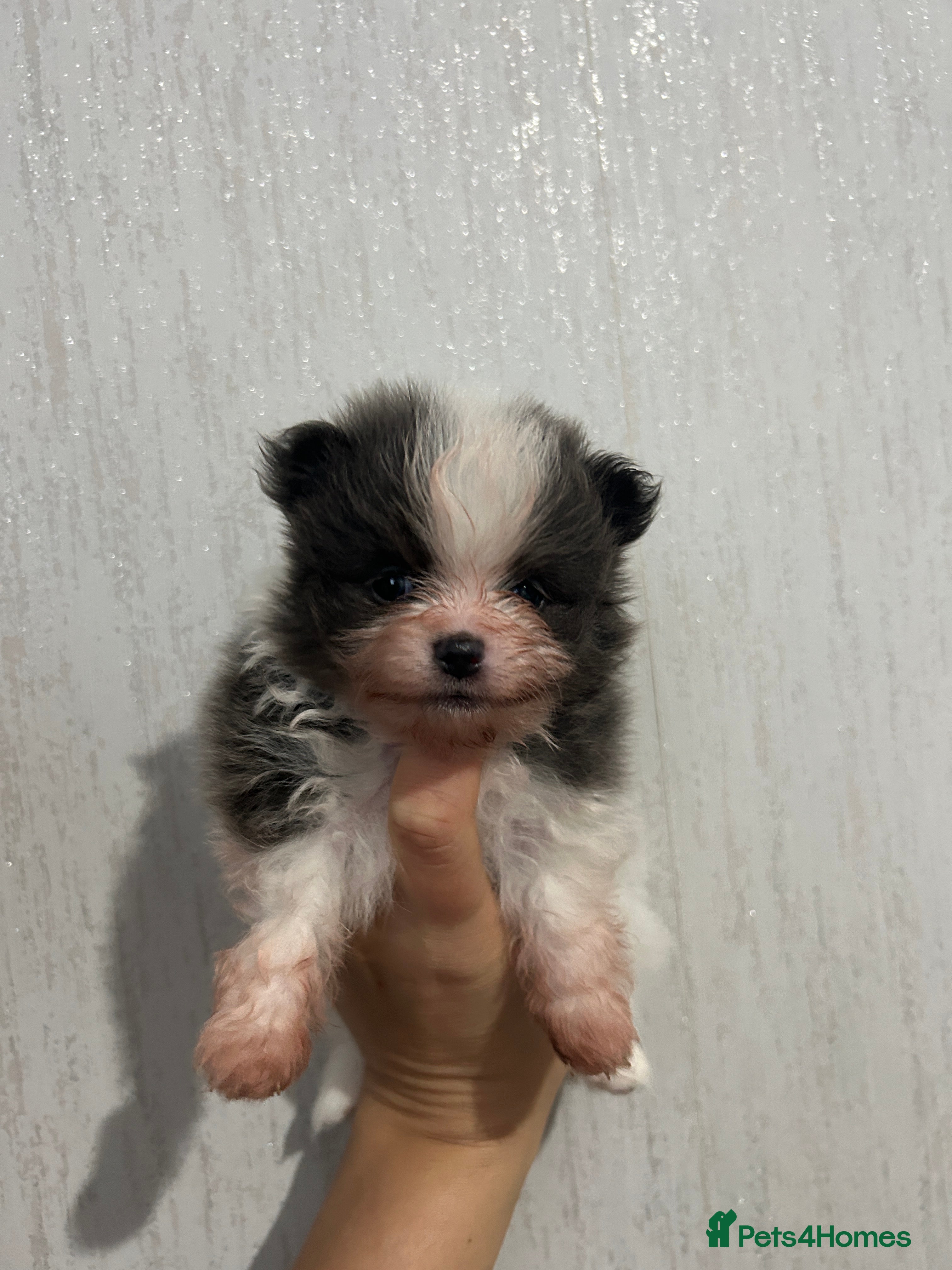 Pomeranian dogs Kc rainbow 🌈 Pomeranians  - Advert 1