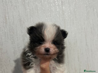 Pomeranian dogs Kc rainbow 🌈 Pomeranians - Advert 3