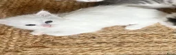 Siberian cats for sale: Fluffy kittens  - Advert 14