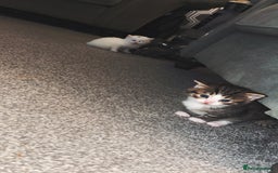 Turkish Angora cats for sale: Beautiful Turkish angora kittens.  - Advert 4