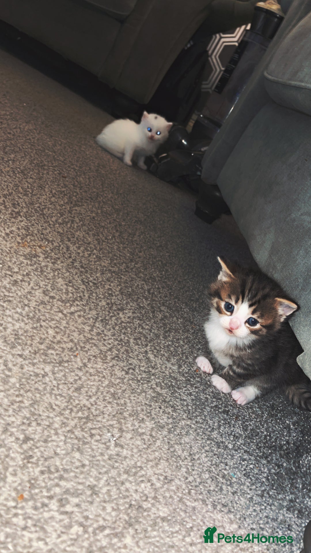 Turkish Angora cats for sale: Beautiful Turkish angora kittens.  - Advert 4