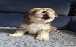 Lhasa Apso dogs for sale: Lhasa Apso Puppies – Tiny Tails, Big Hearts! - Image 15