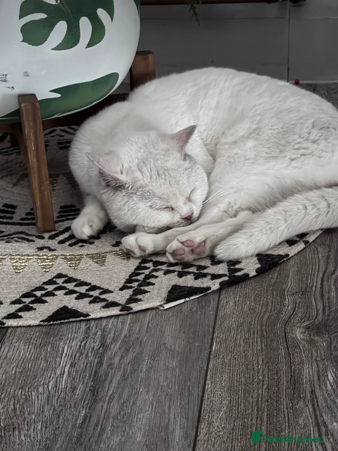 British Shorthair cats for sale: Beautiful white BSH  in Bilston - Advert 3