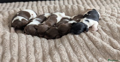 English Springer Spaniel dogs - Advert 2